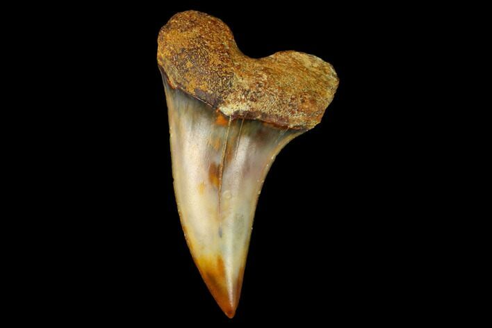 Colorful Mako/White Shark Tooth Fossil - Sharktooth Hill, CA #122693